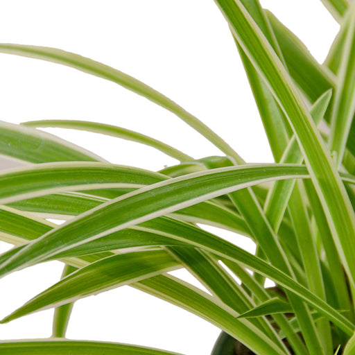real spider plants for sale Spider Plant Reverse