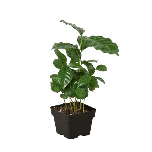 coffee plant house Arabica Coffee