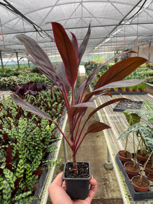 calypso succulent Cordyline 'Calypso Queen'
