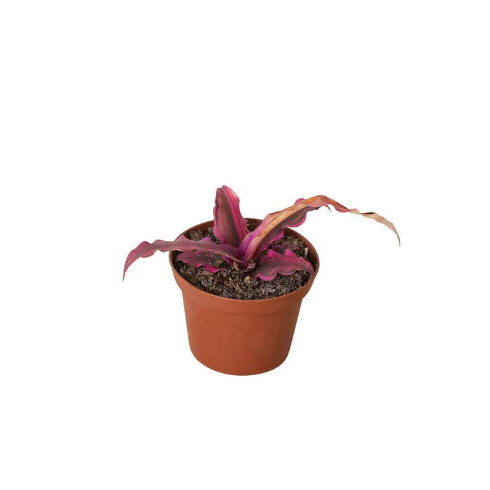 pink star succulent Cryptanthus 'Pink Star'