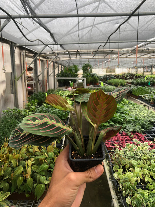 red prayer plant for sale Maranta Red Prayer