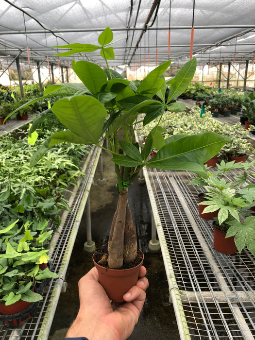 braided money tree for sale Money Tree 'Guiana Chestnut' Pachira Braid