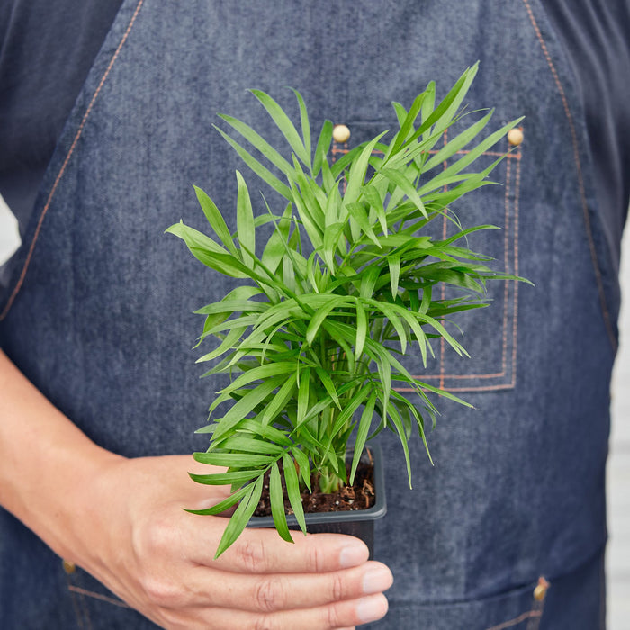parlor palm 中文 Parlor Palm | Indoor Plant | Tropical Plant | Chamaedorea elegans | Potted Plant