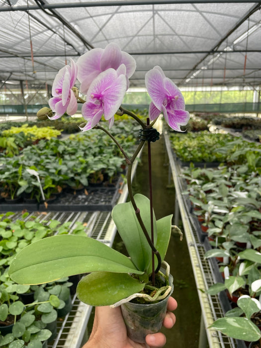 Orchid 'Light Pink Phalaenopsis'