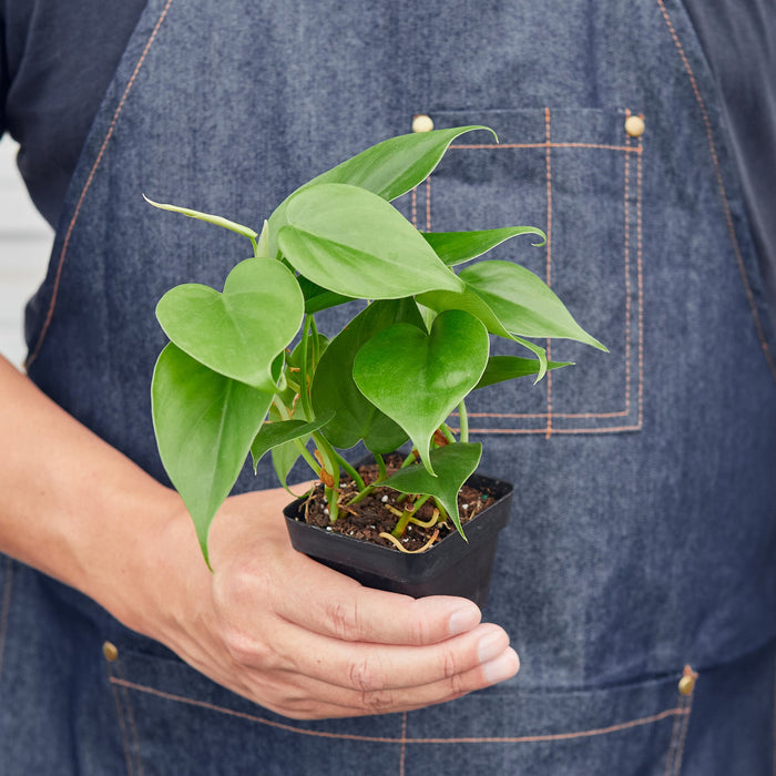 philodendron cordatum heartleaf onsale online Philodendron Cordatum 'Heartleaf' | Indoor Plant | Tropical Plant | Potted Plant