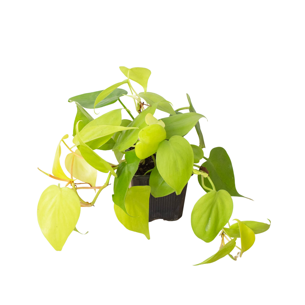 neon philodendron for sale Philodendron 'Neon' | Indoor Plant | Tropical Plant | Potted Plant