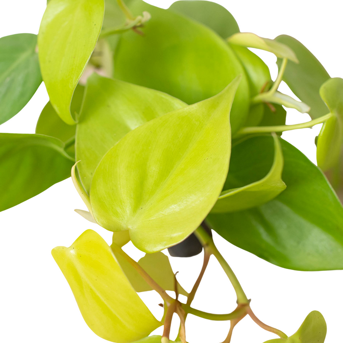 Philodendron 'Neon'