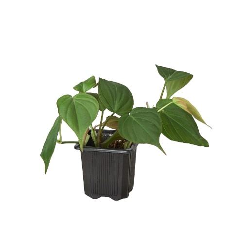 velvety philodendron Philodendron 'Velvet' | Indoor Plant | Tropical Plant | Potted Plant