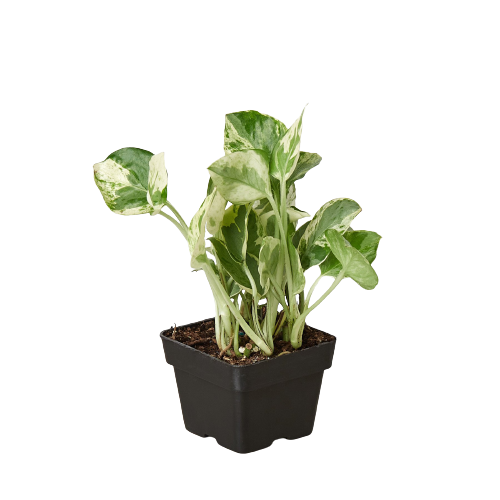 njoy pothos for sale Pothos 'N'joy'
