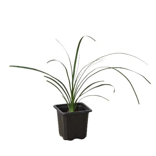 large ponytail palm for sale near me Palm Ponytail