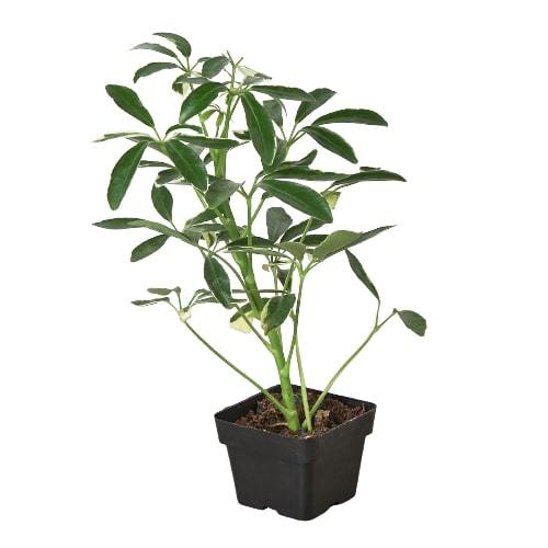 scheffleras house of plants Schefflera Moonlight 'Umbrella Plant'