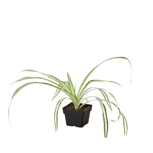 reverse spider plant Spider Plant Reverse