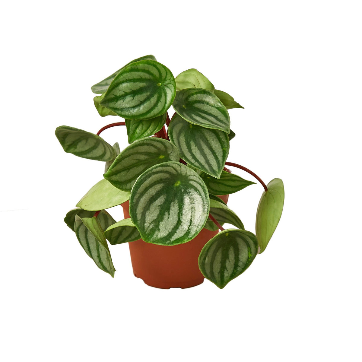 watermelon plant care indoor Peperomia Watermelon | Indoor Plant | Tropical Plant | Potted Plant