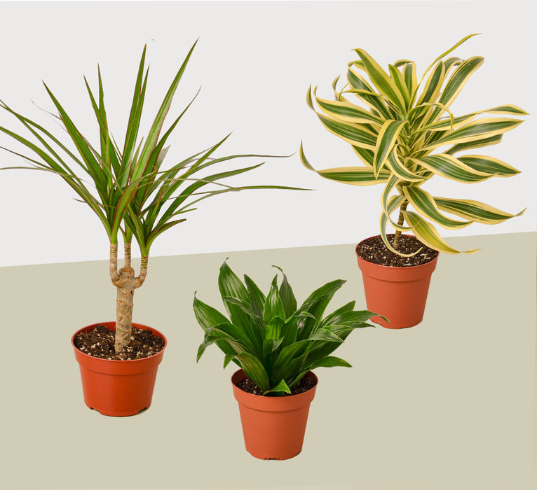 3 Different Dracaenas Variety Pack - Live House Plant - FREE Care Guide - 4" Pot