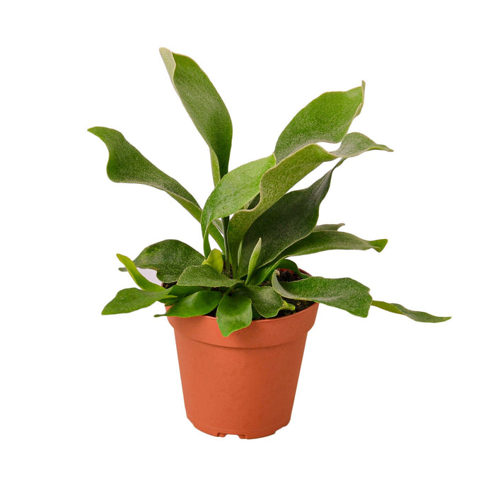 bird nest fern vs staghorn Staghorn Fern