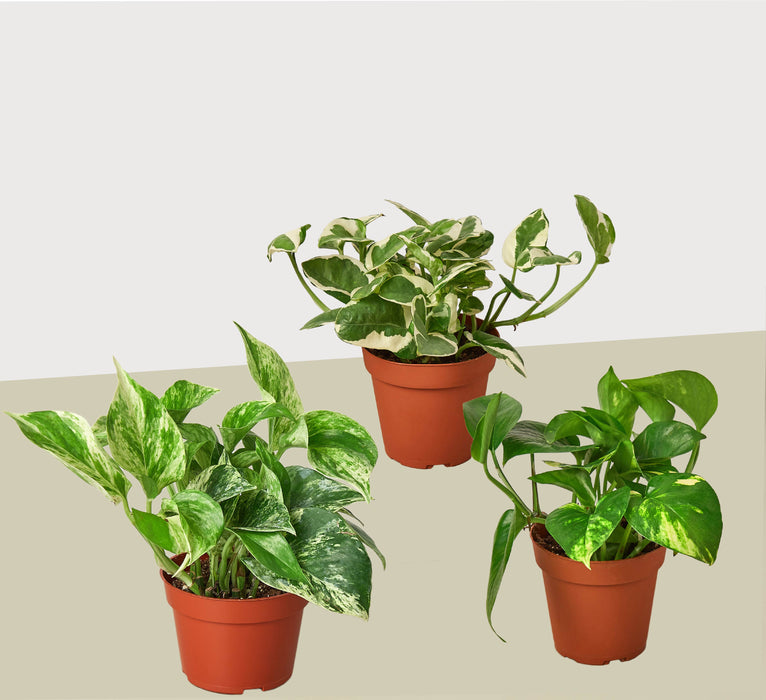 3 Pothos Variety Pack / 4" Pot / Live Plant / Home and Garden Plants