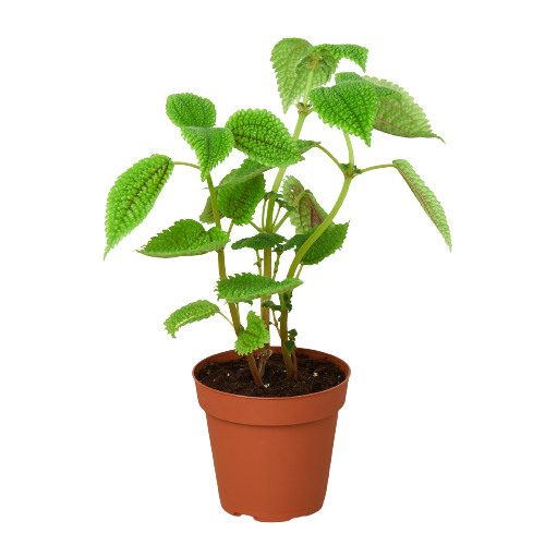 house plant pilea Pilea 'Moon Valley' - 4" Pot | Indoor Plant | Tropical Plant