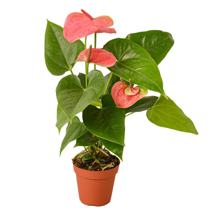 anthurium austrailia wholesale Anthurium 'Pink'
