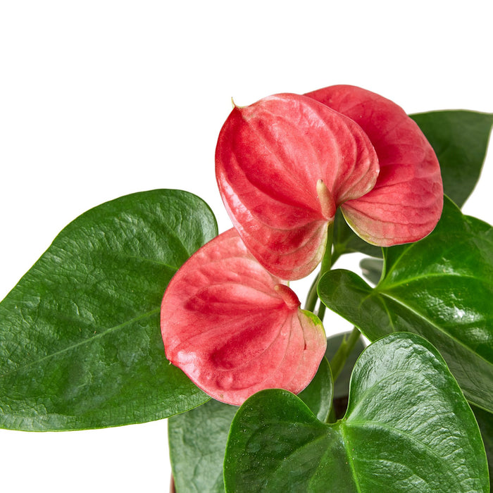 anthurium pink flowers Anthurium 'Pink'