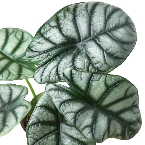 silver dragon house plant Alocasia 'Silver Dragon' - 4" Pot | Indoor Plant | Tropical Plant | Potted Plant