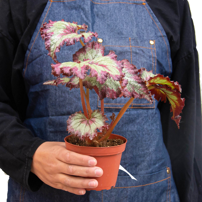 rex house plant Begonia 'Rex' - 4 Pack Variety | Indoor Plant | Tropical Plant | Potted Plant