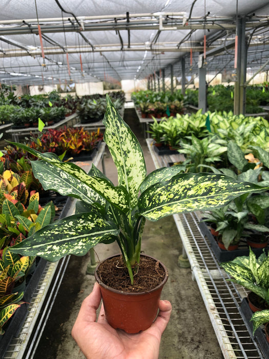 aglaonema garden Chinese Evergreen 'First Diamond' Plant