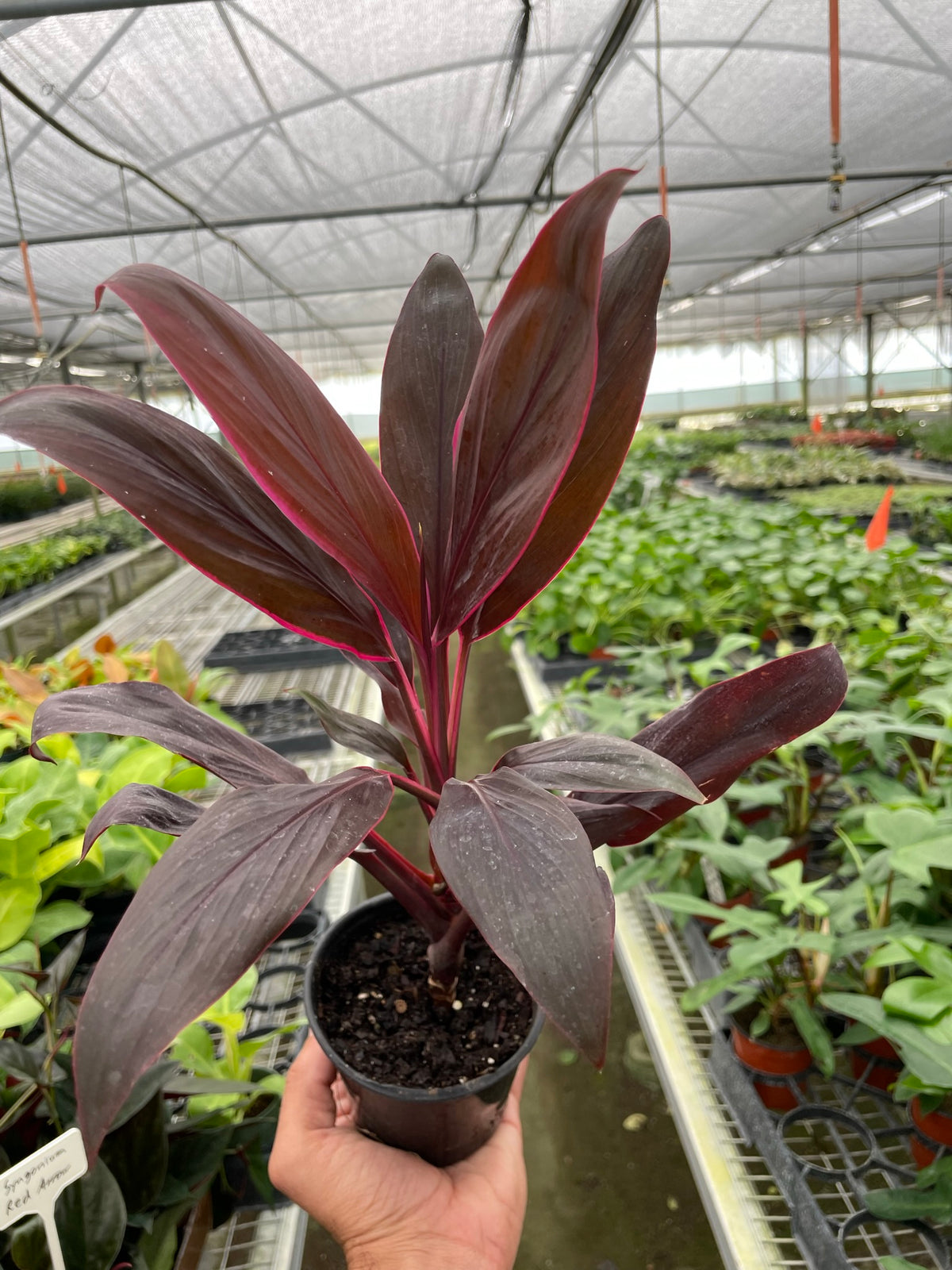 succulent calypso Cordyline 'Calypso Queen'