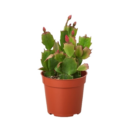 potting mix for zygocactus Zygocactus 'Christmas Cactus' - 4" Pot | Indoor Plant | Tropical Plant | Potted Plant