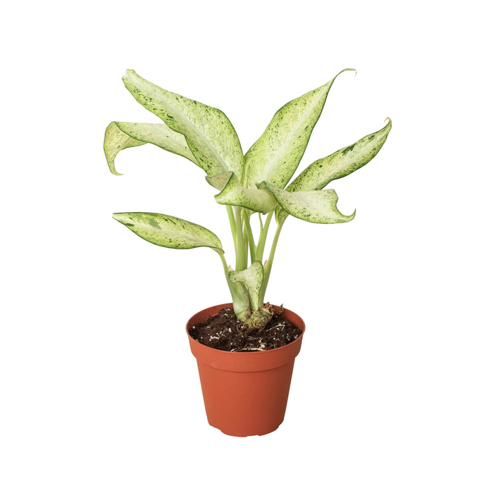 dieffenbachia memoria Dieffenbachia 'Memoria Corsii' | Indoor Plant | Tropical Plant | Potted Plant
