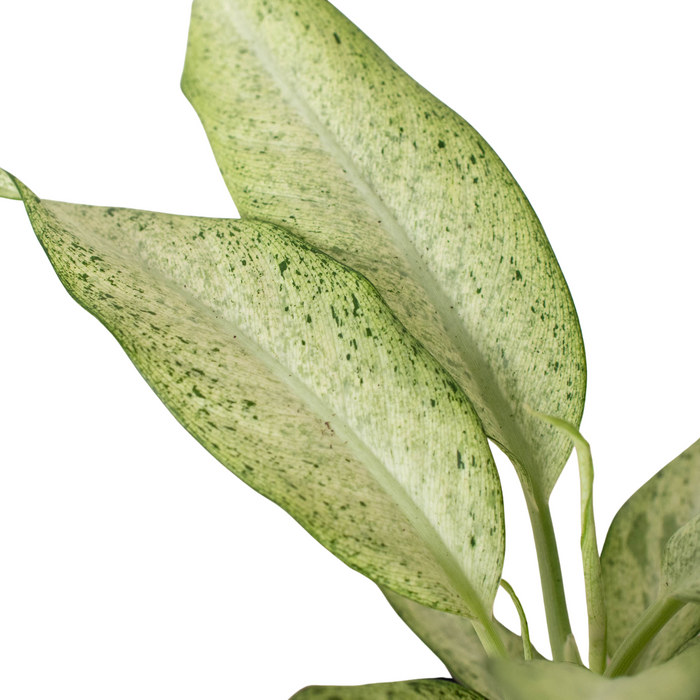 dieffenbachia memoria corsii common name Dieffenbachia 'Memoria Corsii' | Indoor Plant | Tropical Plant | Potted Plant