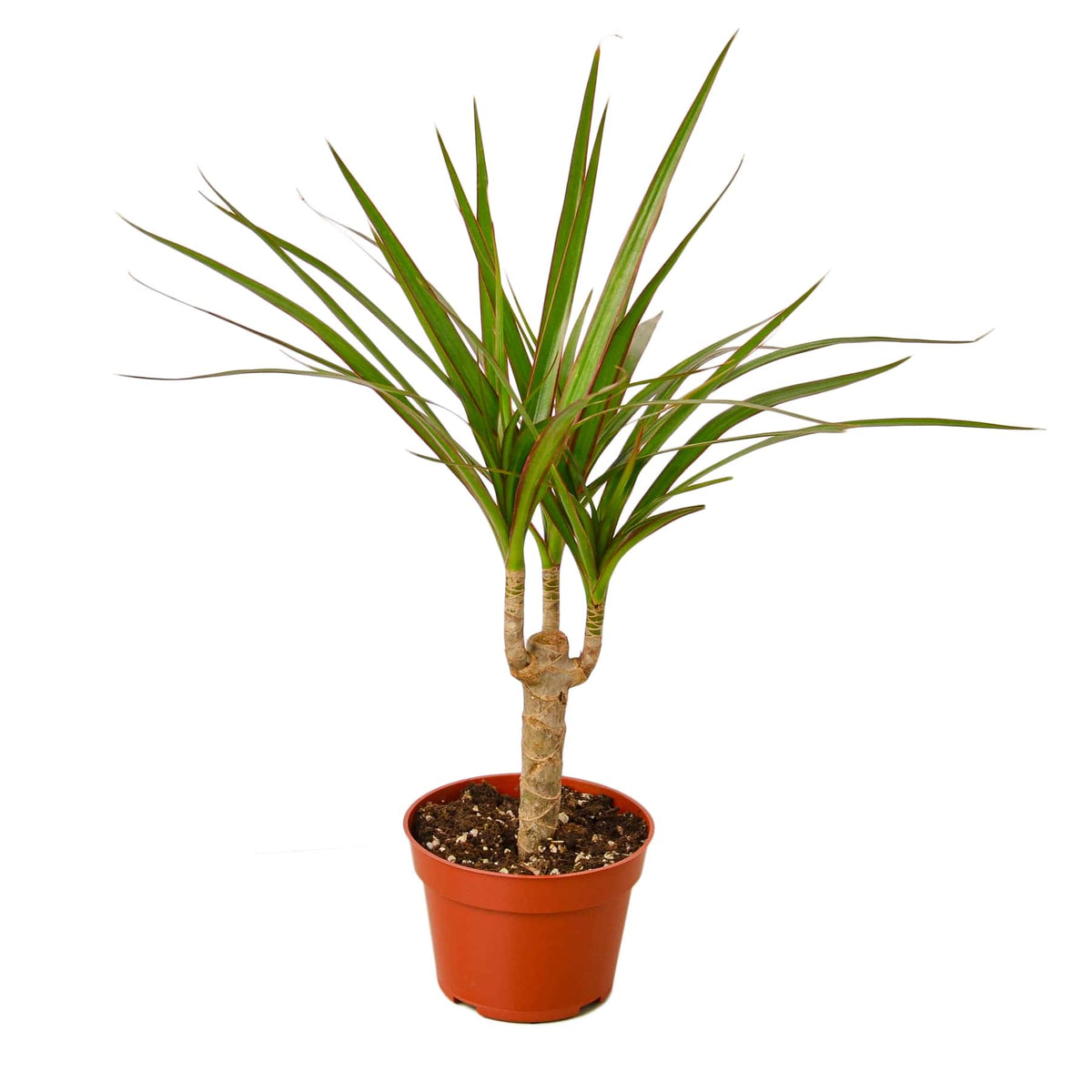dracaena tree for sale Dracaena 'Marginata Cane' | Indoor Plant | Tropical Plant