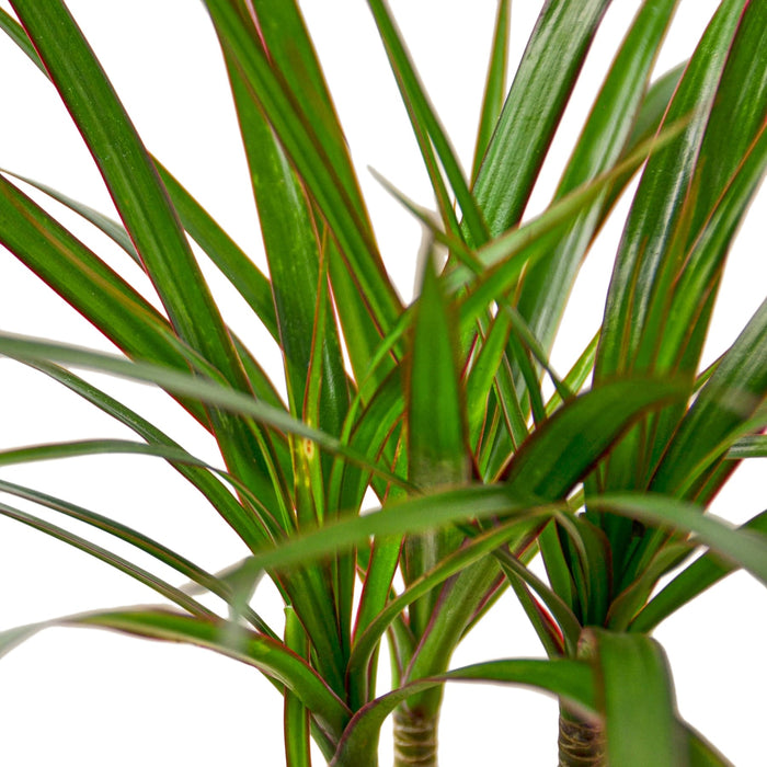 dracaena marginata leaves Dracaena 'Marginata Cane' | Indoor Plant | Tropical Plant