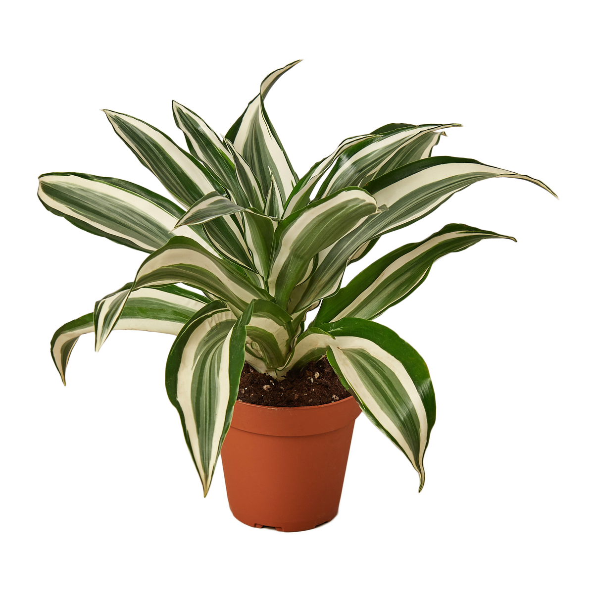 Dracaena Warneckii 'White Jewel' | Indoor Plant | Tropical Plant | Potted  Plant