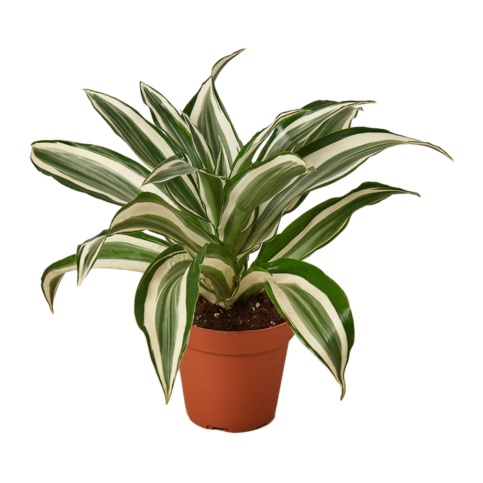 white striped dracaena Dracaena Warneckii 'White Jewel' | Indoor Plant | Tropical Plant | Potted Plant
