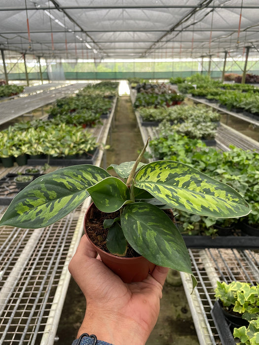 homalomena camouflage vs aglaonema Homalomena 'Emerald Gem' | Indoor Plant | Tropical Plant