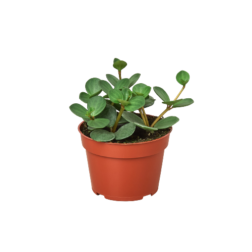 hope succulent Hoya 'Hope' - 4" Pot | Indoor Plant | Tropical Plant | Potted Plant