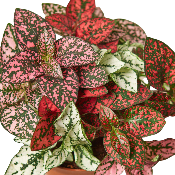hypoestes plant indoors Hypoestes 'Polka Dot' | Indoor Plant | Tropical Plant | Potted Plant