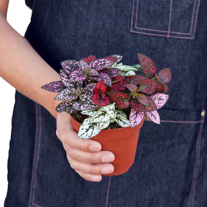 polka dot plant care indoor Hypoestes 'Polka Dot' | Indoor Plant | Tropical Plant | Potted Plant