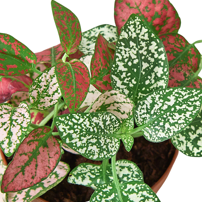polka dot plant indoors Hypoestes 'Polka Dot' | Indoor Plant | Tropical Plant | Potted Plant