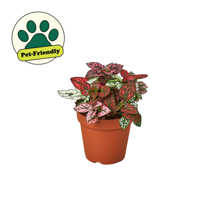 spotted house plant Hypoestes 'Polka Dot' | Indoor Plant | Tropical Plant | Potted Plant