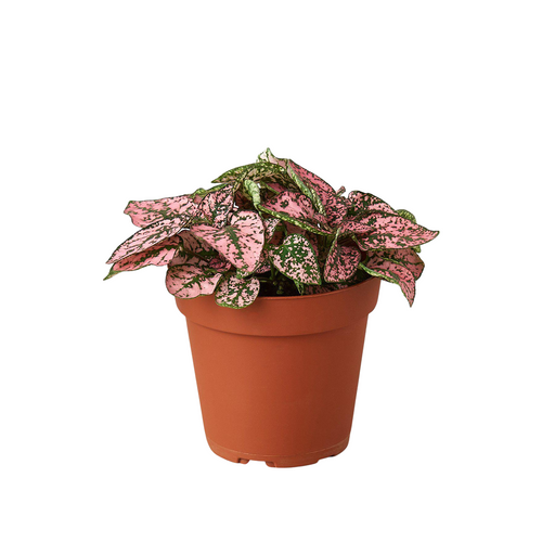 indoor hypoestes plant Hypoestes 'Polka Dot' | Indoor Plant | Tropical Plant | Potted Plant