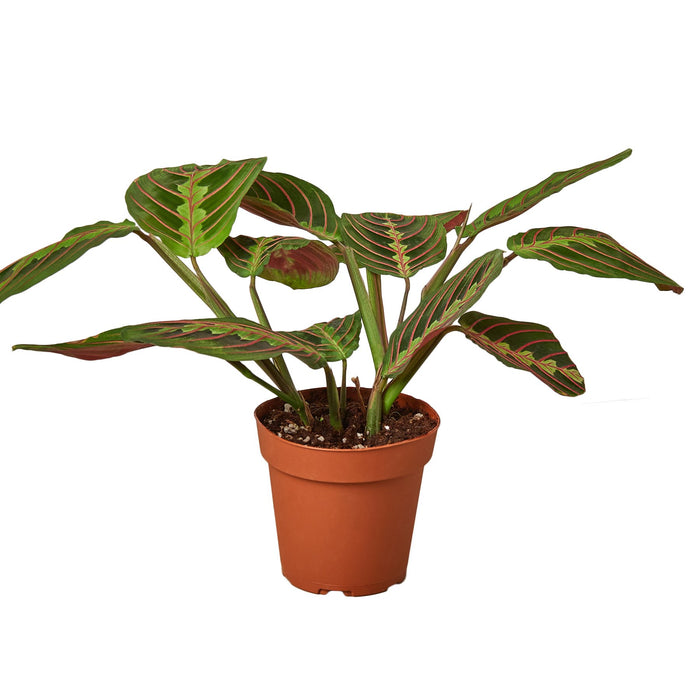 prayer plant sale Maranta Red Prayer