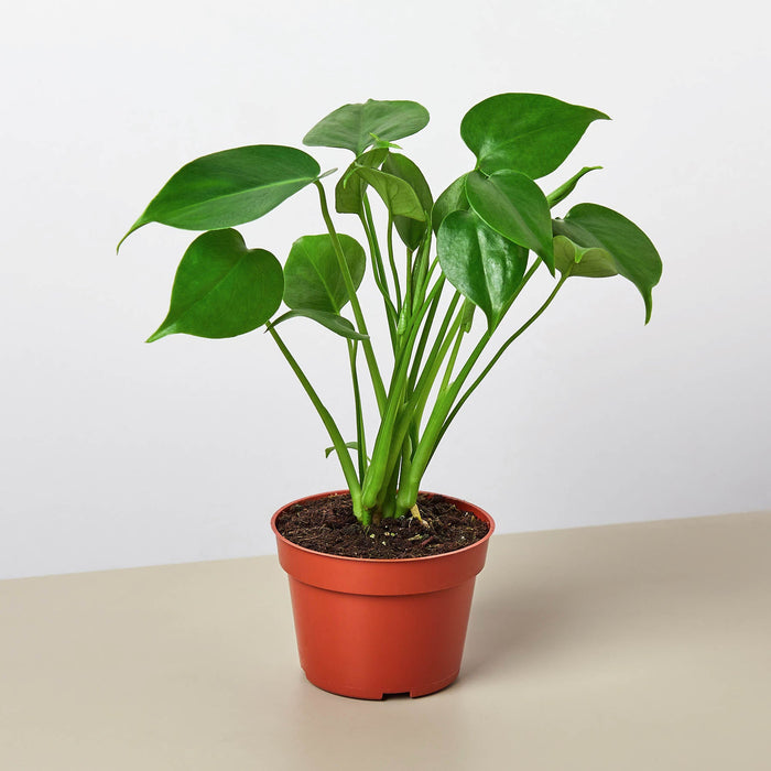 monstera plant before leaves split Monstera 'Split-Leaf'