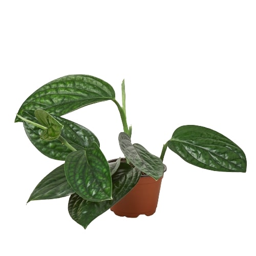 monstera peru plant for sale Monstera 'Peru' | Indoor Plant | Tropical Plant | Potted Plant