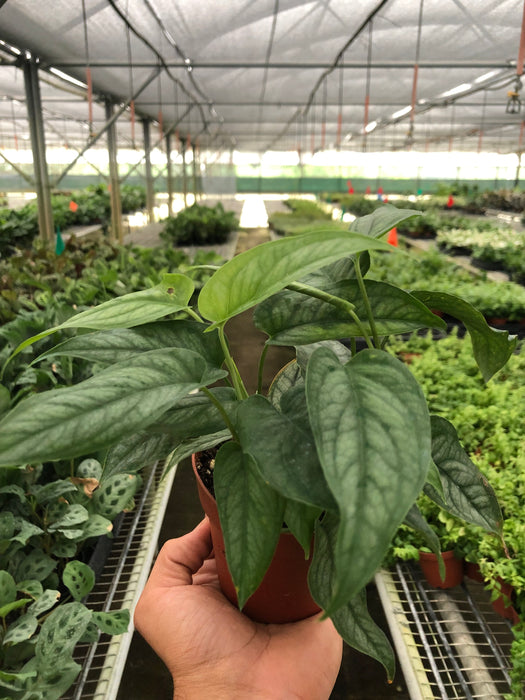 monstera siltepecana philodendron Philodendron 'Siltepecana' | Indoor Plant | Tropical Plant | Potted Plant