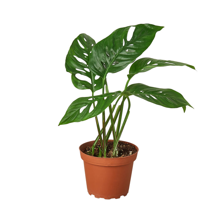 swiss cheese plant buy online Monstera Adansonii 'Swiss Cheese'
