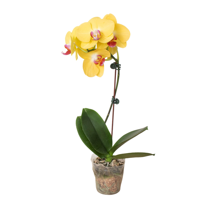Orchid 'Yellow Phalaenopsis'