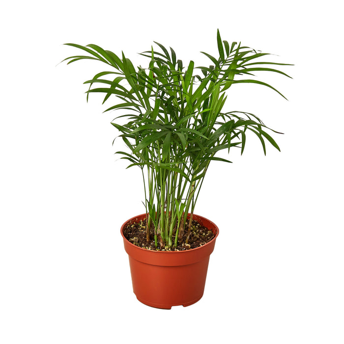 parlor palm flower Parlor Palm | Indoor Plant | Tropical Plant | Chamaedorea elegans | Potted Plant