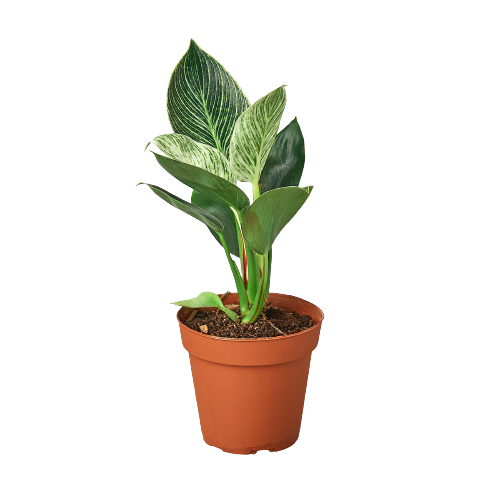 tropical plant philodendron Philodendron 'Birkin' | Indoor Plant | Tropical Plant | Potted Plant
