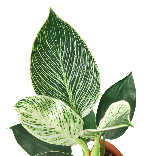daybreak philodendron Philodendron 'Birkin' | Indoor Plant | Tropical Plant | Potted Plant